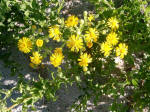 composite family beach flowers at mid-day