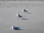 sea gulls