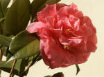 Camellia 'Ack-Scent' outside the Visitor Pavilion.