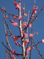 Japanese flowering apricot Prunus mume 'Kobai'.