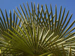 Palmetto.