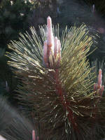 Japanese Black Pine 'Thunderhead' (Pinus thunbergii) putting out new growth in the Conifer Garden.