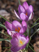 Crocus.