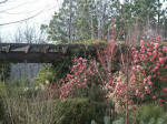 Entering the garden from the Visitor Pavilion.