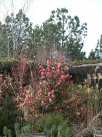 Entering the garden from the Visitor Pavilion.