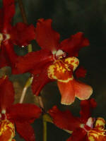 Orchid on display in the Robert Lee Stowe Visitor Pavilion.