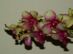 Orchid on display in the Robert Lee Stowe Visitor Pavilion.