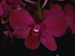 Orchid on display in the Robert Lee Stowe Visitor Pavilion.