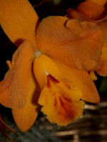 Orchid on display in the Robert Lee Stowe Visitor Pavilion.