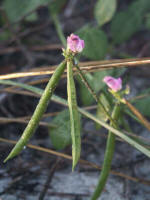 The beach bean, Canavalia rosea, thrives in the sandy soil.