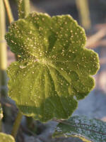 The perennial Largeleaf (or Beach, or Water) Pennywort, Hydrocotyle bonariensis, a prostrate herbaceous plant.