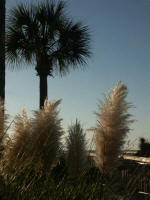 On the pathway leading to the boardwalk to the beach.