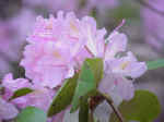 Rhododendron cultivars