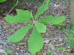 Bigleaf Magnolia 
