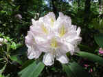 Rhododendron