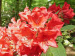 Rhododendron