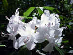 Rhododendron