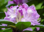 Rhododendron