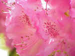 Rhododendron