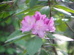 Rhododendron
