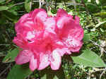 Rhododendron