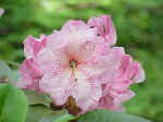 Rhododendron