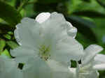 Rhododendron
