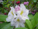 Rhododendron