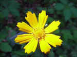 Coreopsis