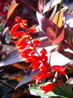 Close-up along the colonnade.