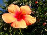 Hibiscus in the Canal Garden.