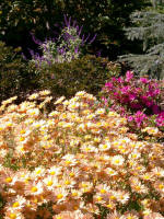 The garden, awash in autumn shades of color.