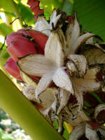 Minature pink-skinned bananas, and empty opened peels.