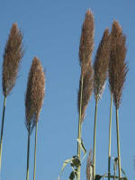 Strikingly tall feathery plumes.