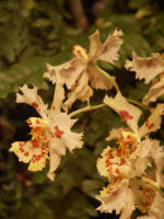 Beautiful blossoms blooming on the orchid Christmas tree.