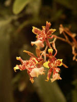 Beautiful blossoms blooming on the orchid Christmas tree.