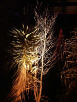 Garden illumination near a Christmas tree of red lights.