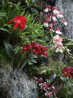 Cascade Wall orchids in DSBG's Orchid Conservatory.