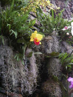 The Cascade Wall's artistic rendering of tropical ecosystems. Each oasis offers alternates between arid desert dryness and heavy rainforest humidity.