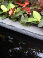 Lush foliage of the Conservatory's tropical paradise.