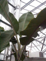 Banana tree (Musa 'Pisang Ceylon'), Musaceae family.