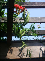 Trumpet vine hanging from the Colonnade rafters.