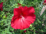 hibiscus flower