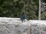 An intelligent and opportunistic bird with a high avian IQ typical of corvids, quick to take advantage of new food sources�including bird feeders, especially full of peanuts.